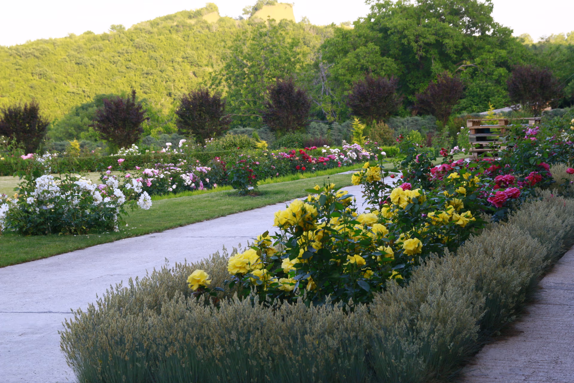 Rose Garden Gallery 02